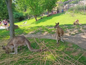 ZOO Praha 11062022 (3).jpg