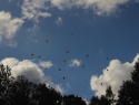 IMG_3632.JPG