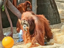ZOO Praha 11062022 (7).jpg ZOO Praha 11062022 (7).jpg