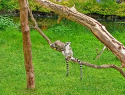 ZOO Praha 11062022 (12).jpg ZOO Praha 11062022 (12).jpg